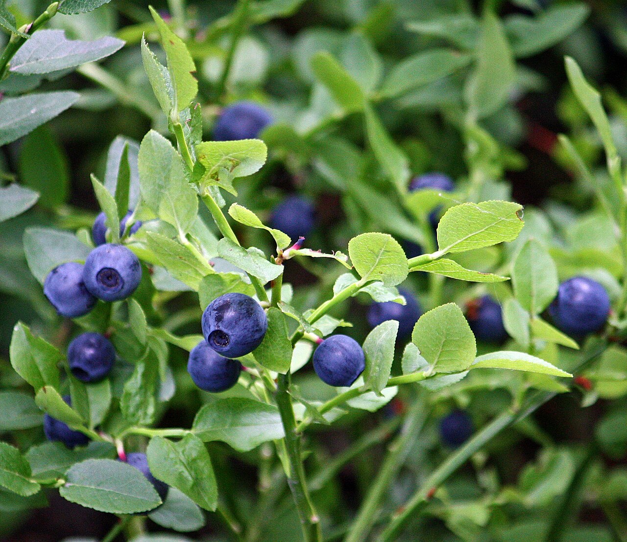 Bilberry (Vaccinium myrtillus) showing dark blue-purple berries on low shrub
