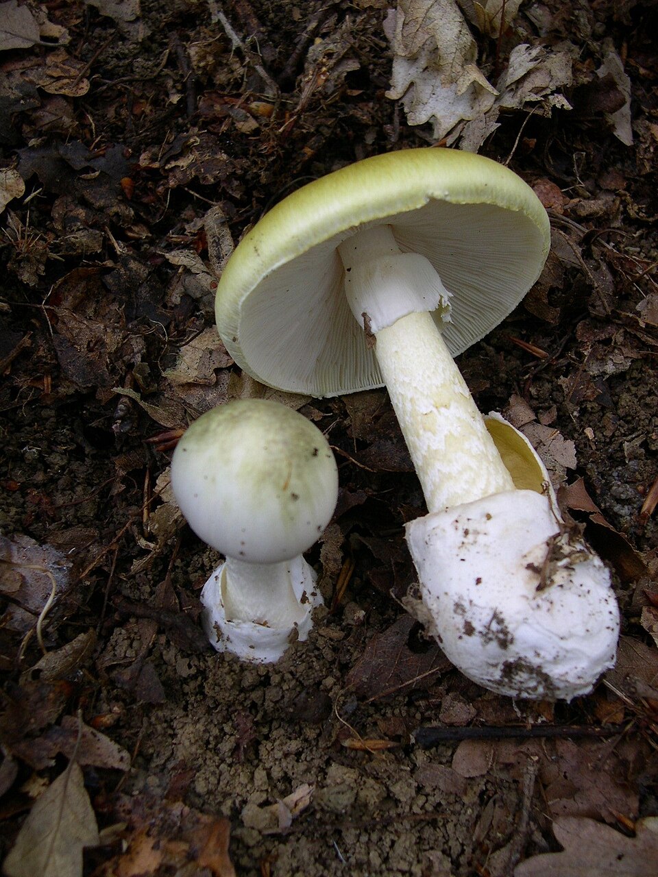 Death cap mushroom (Amanita phalloides) showing greenish-yellow cap, white gills and stem with volva