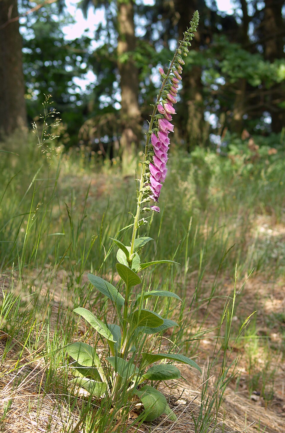 Foxglove (Digitalis purpurea) showing tall spike of purple bell-shaped flowers
