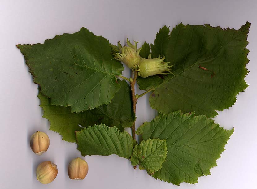 Hazelnut (Corylus avellana) showing nuts in green husks on branch