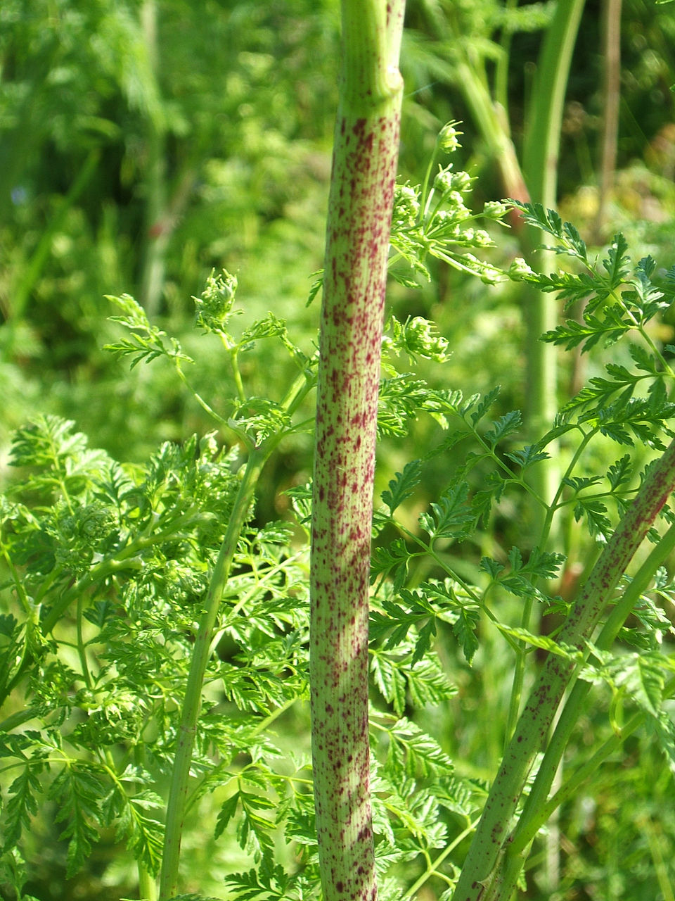 Poison hemlock stem showing diagnostic purple spots on smooth hollow stem