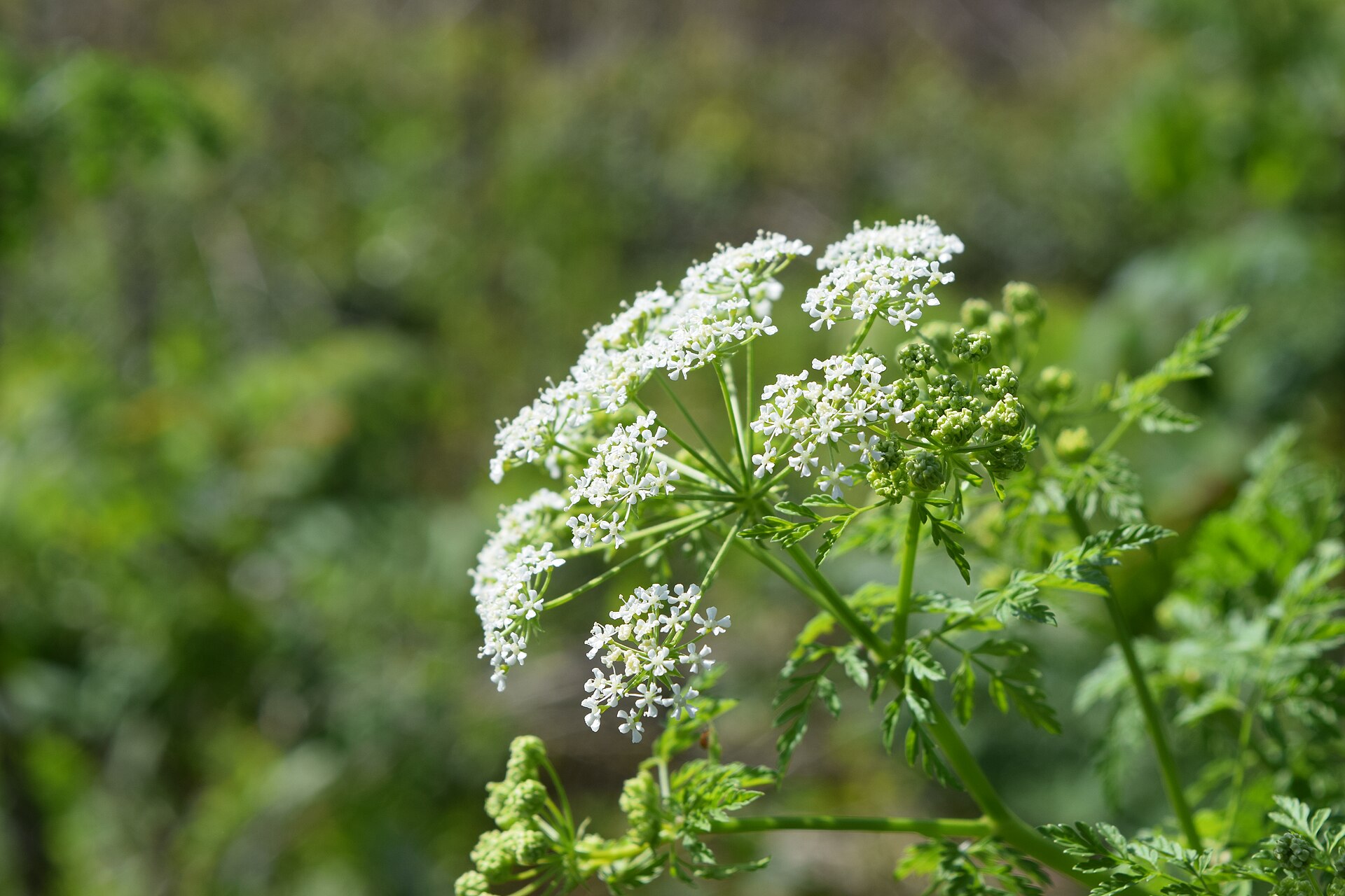 Poison hemlock (Conium maculatum) showing white umbrella flowers and feathery leaves