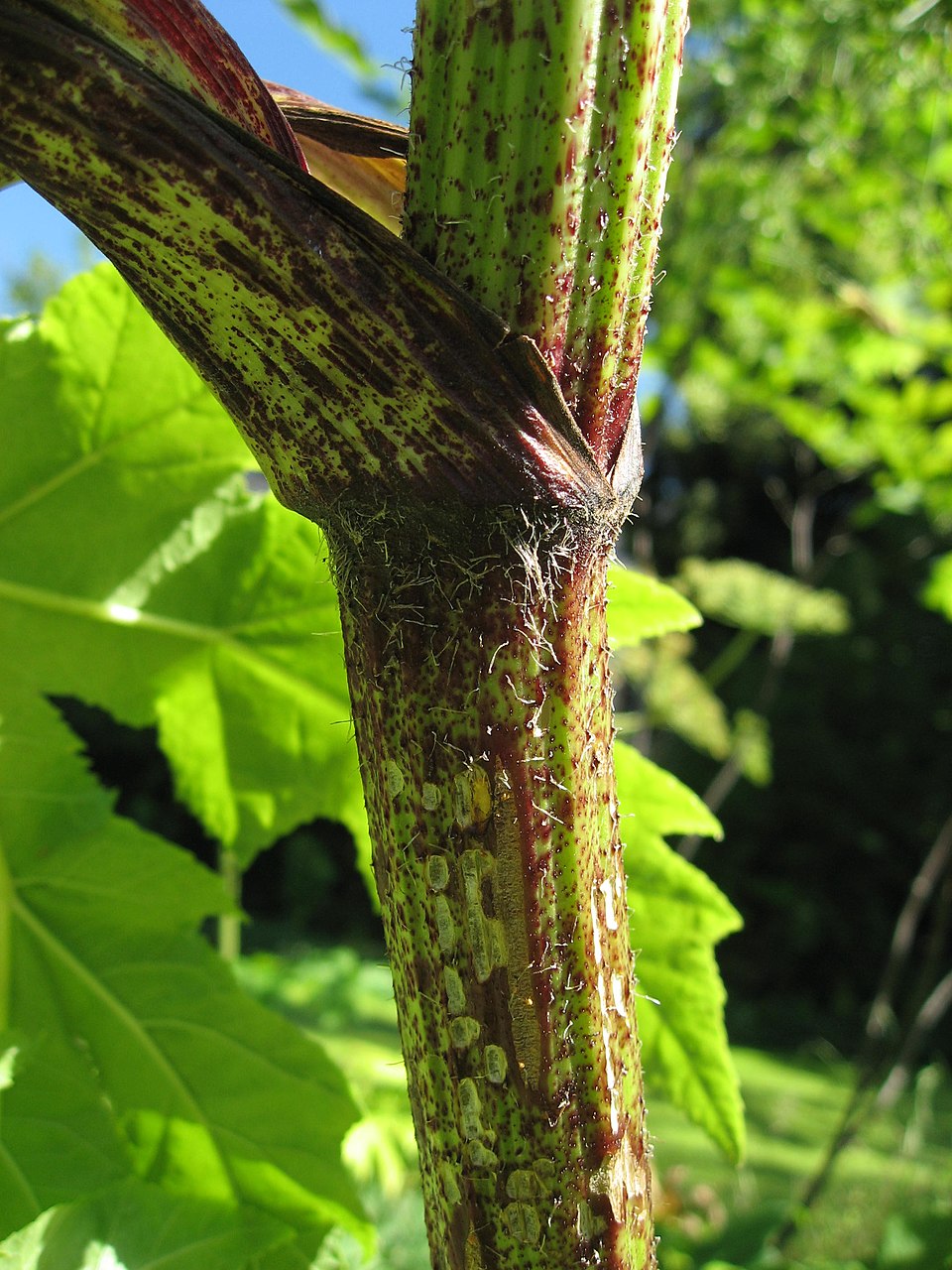 Giant hogweed stem showing thick purple-blotched stem with stiff white hairs