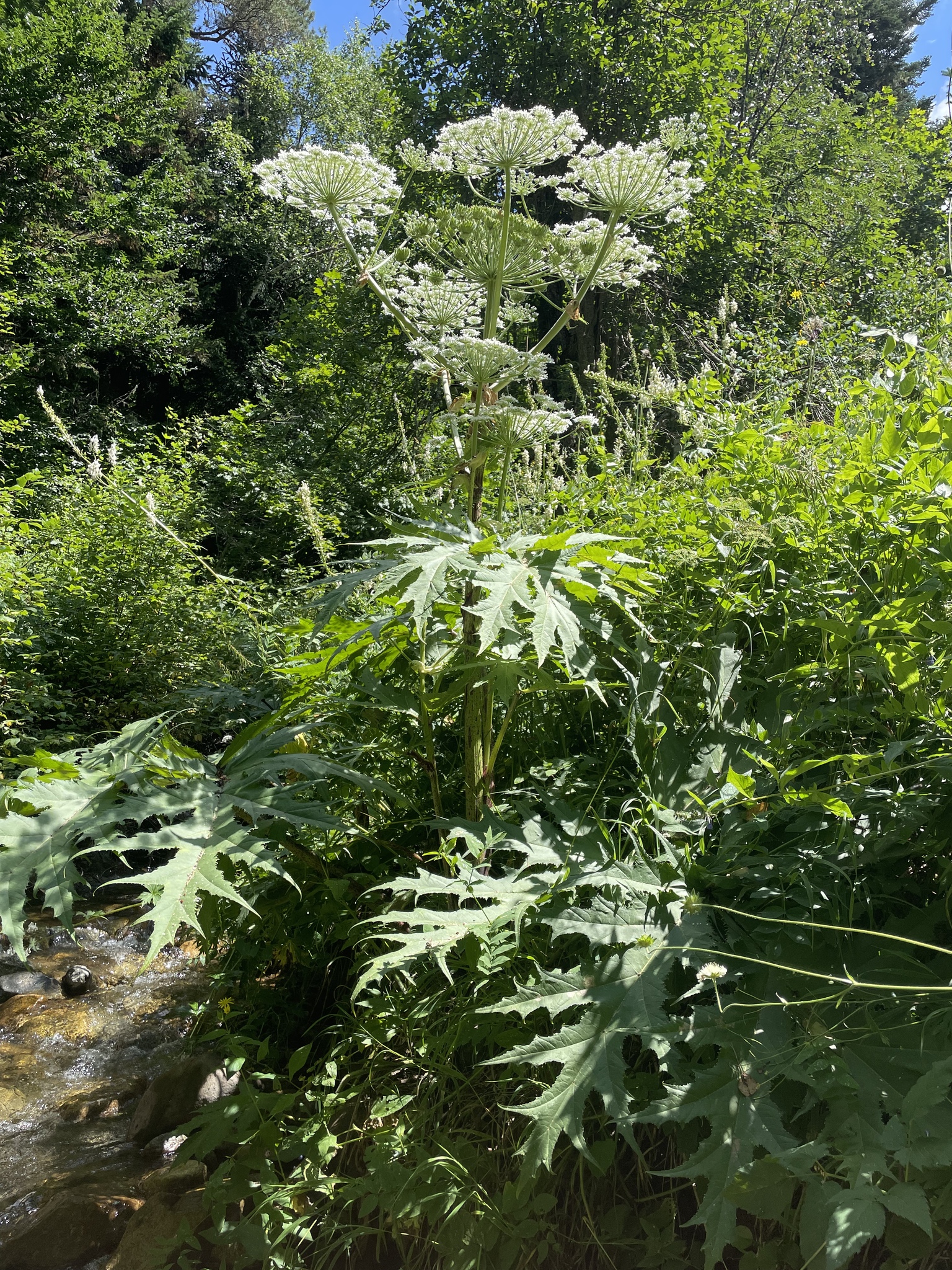 Giant hogweed (Heracleum mantegazzianum) showing massive size and umbrella flower heads