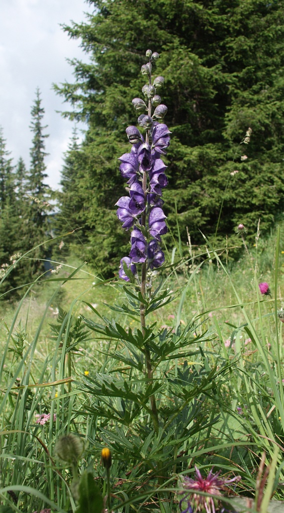Monkshood (Aconitum napellus) showing deep blue-purple hooded flowers