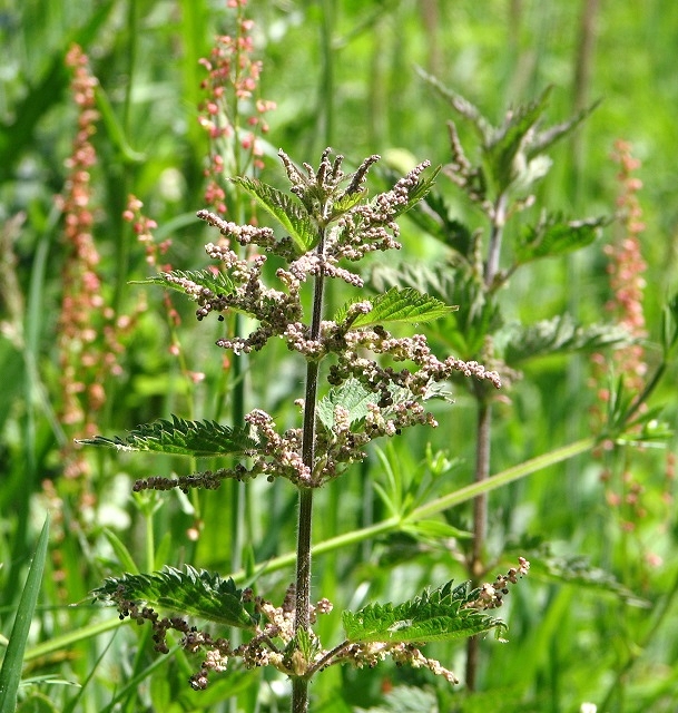 Stinging nettle (Urtica dioica) showing serrated opposite leaves with stinging hairs on stems