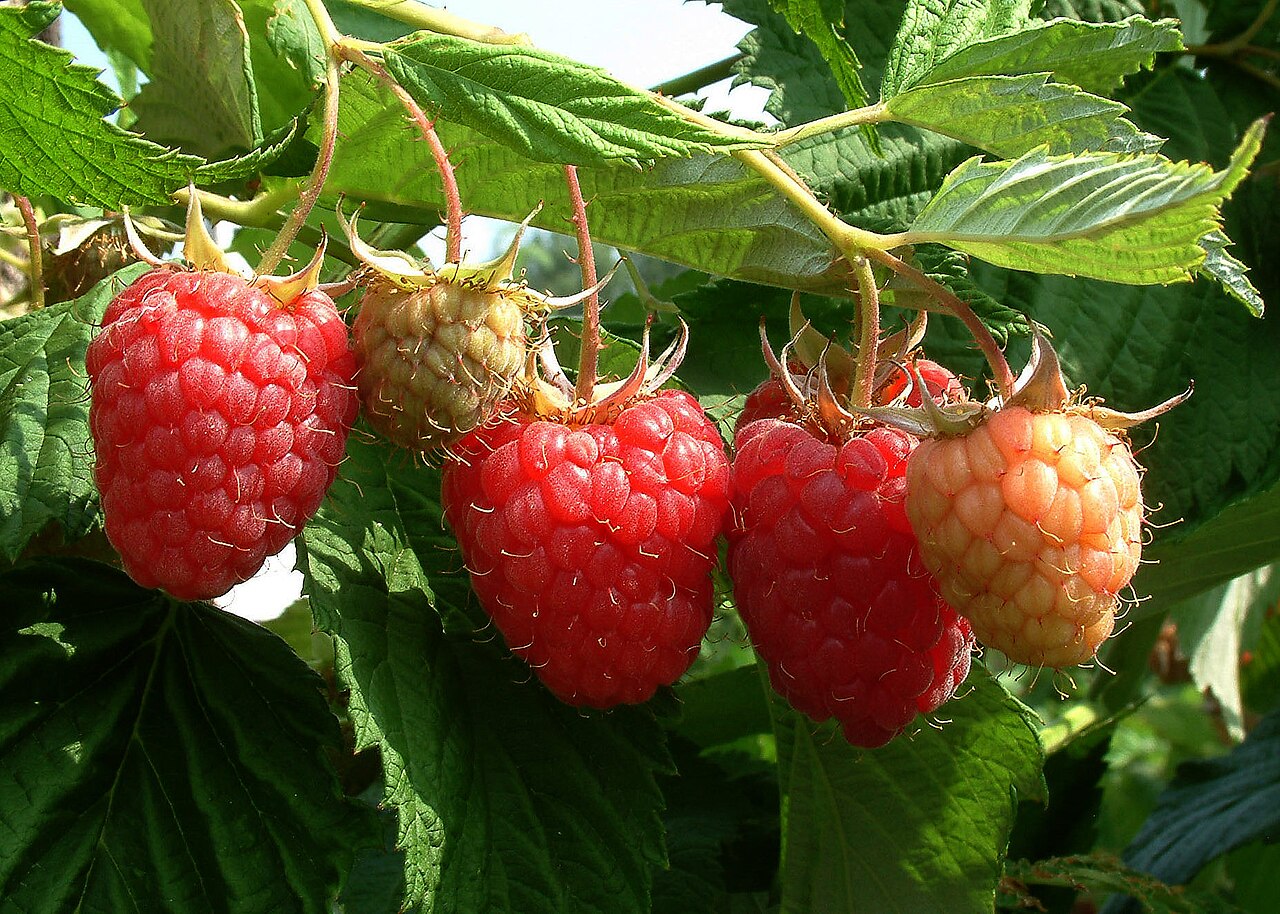 Wild raspberry (Rubus idaeus) showing red fruit on thorny cane