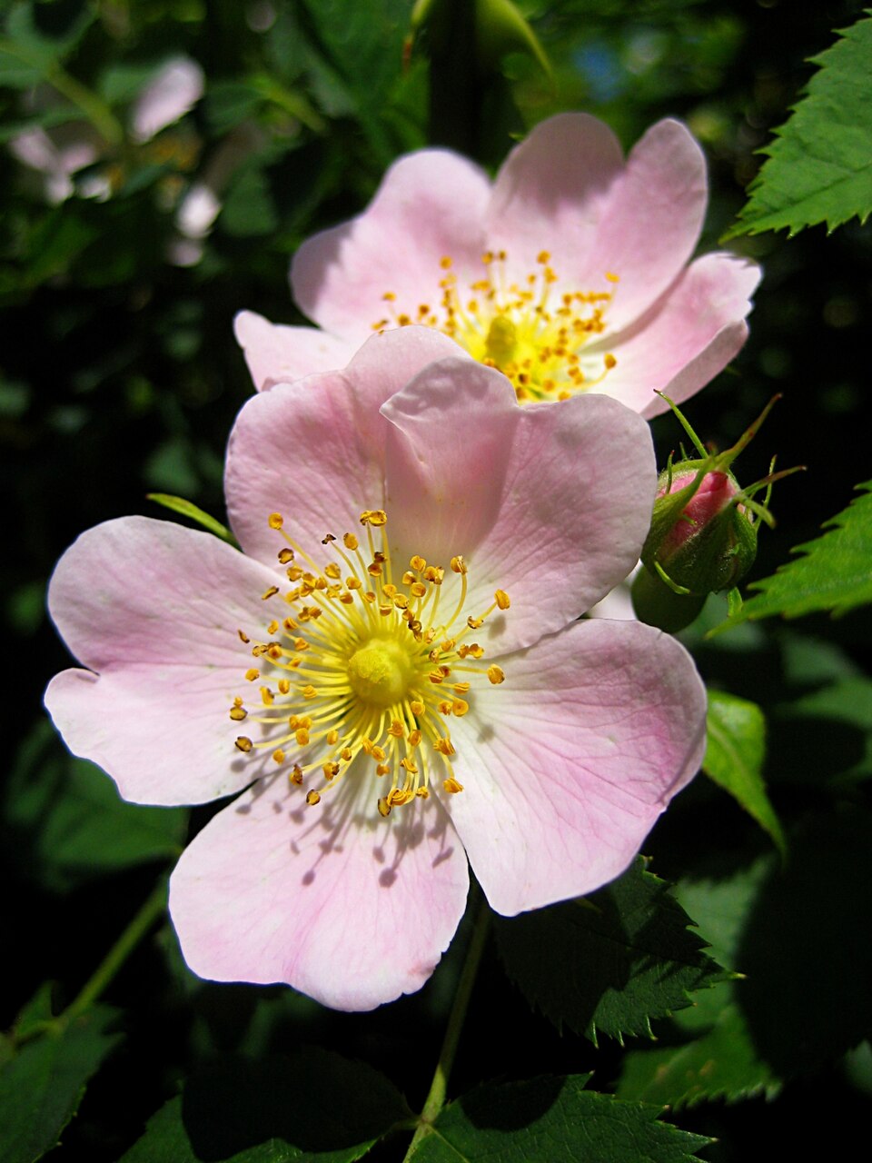 Rosa canina flower showing pink-white five-petaled bloom