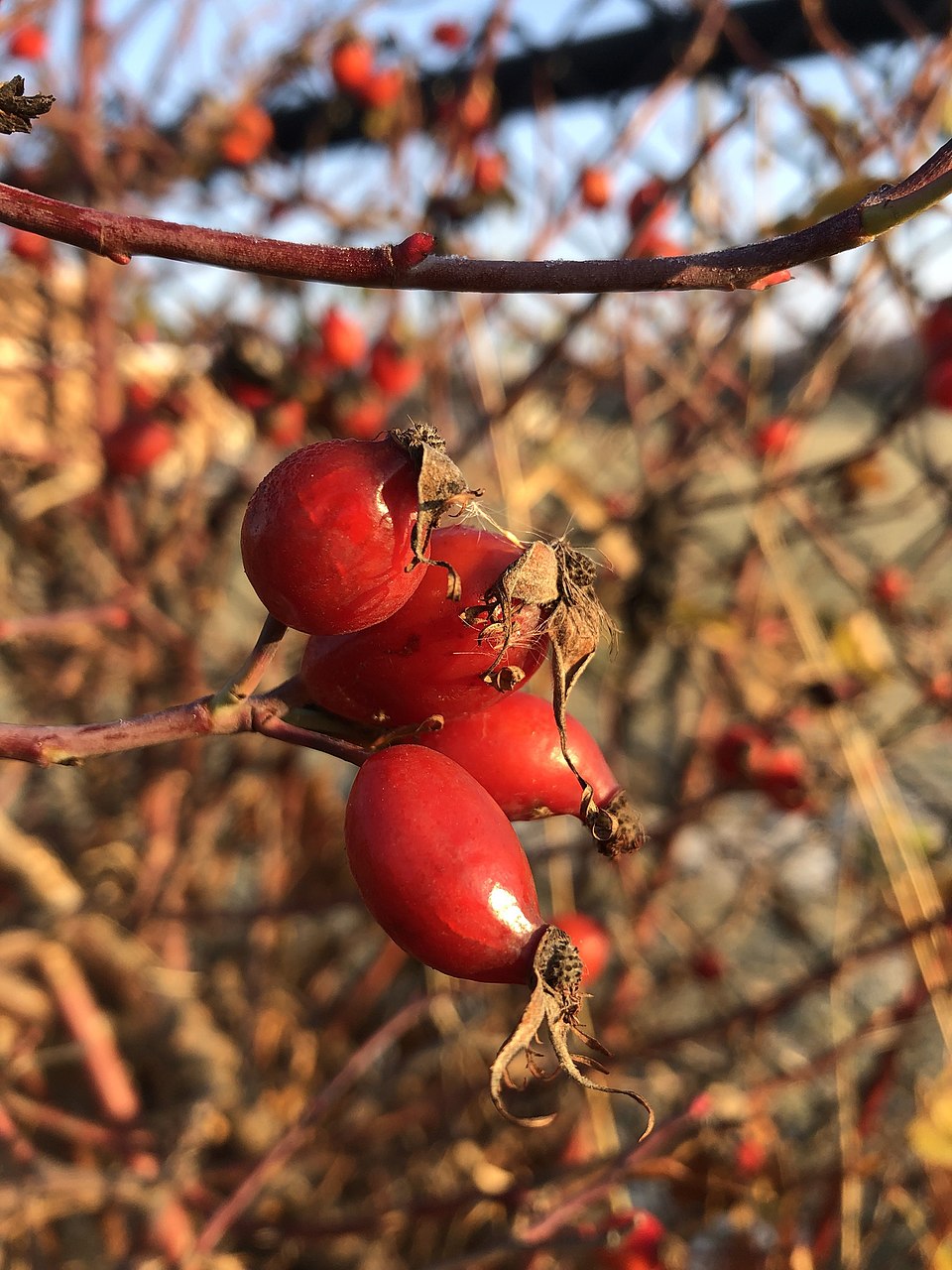 Rosehip (Rosa canina) showing red-orange oval fruit on thorny stem