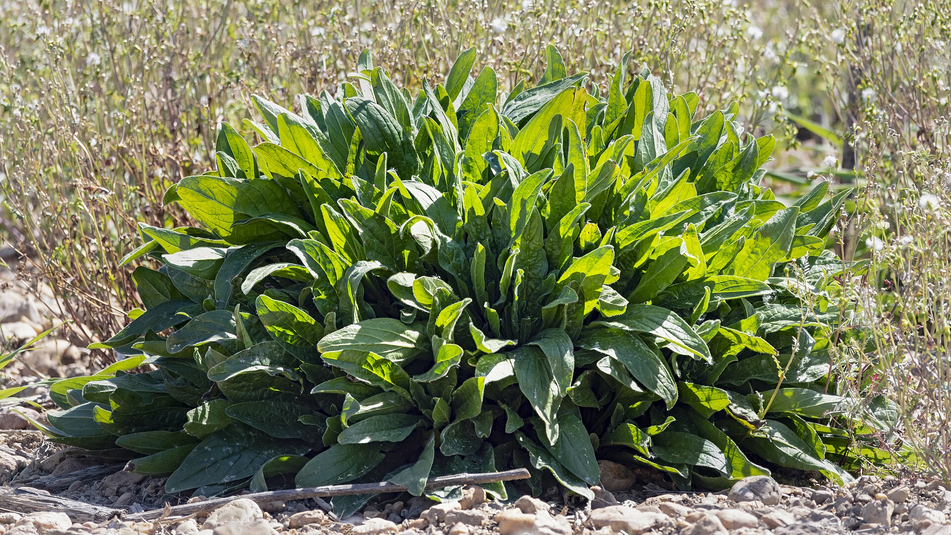 Common sorrel (Rumex acetosa) showing arrow-shaped leaves with backward-pointing basal lobes
