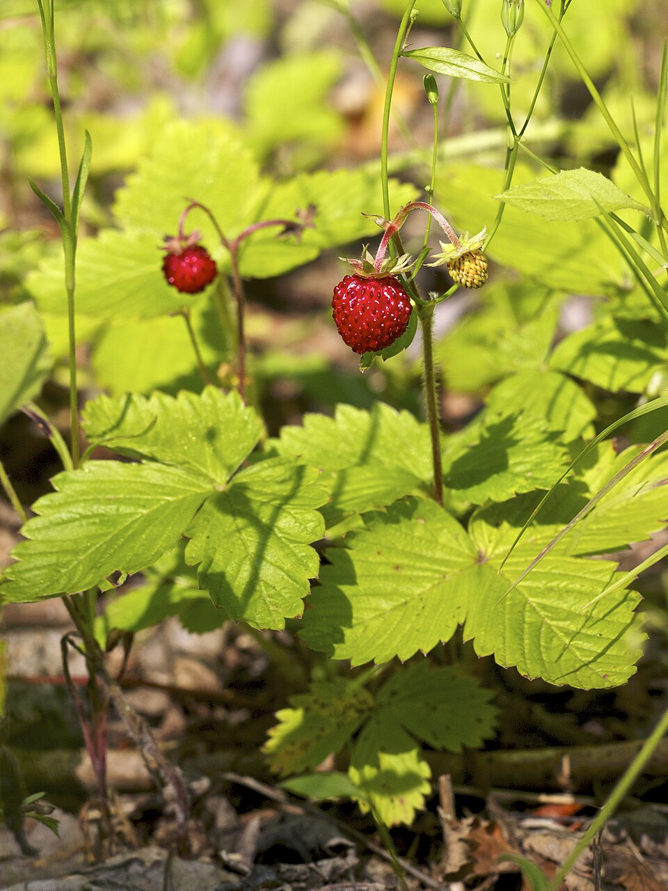 Wild strawberry (Fragaria vesca) showing small red fruit with seeds on surface