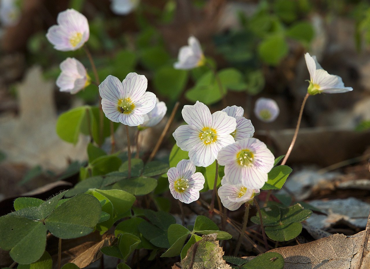 Wood sorrel (Oxalis acetosella) showing trifoliate heart-shaped leaves and white flowers