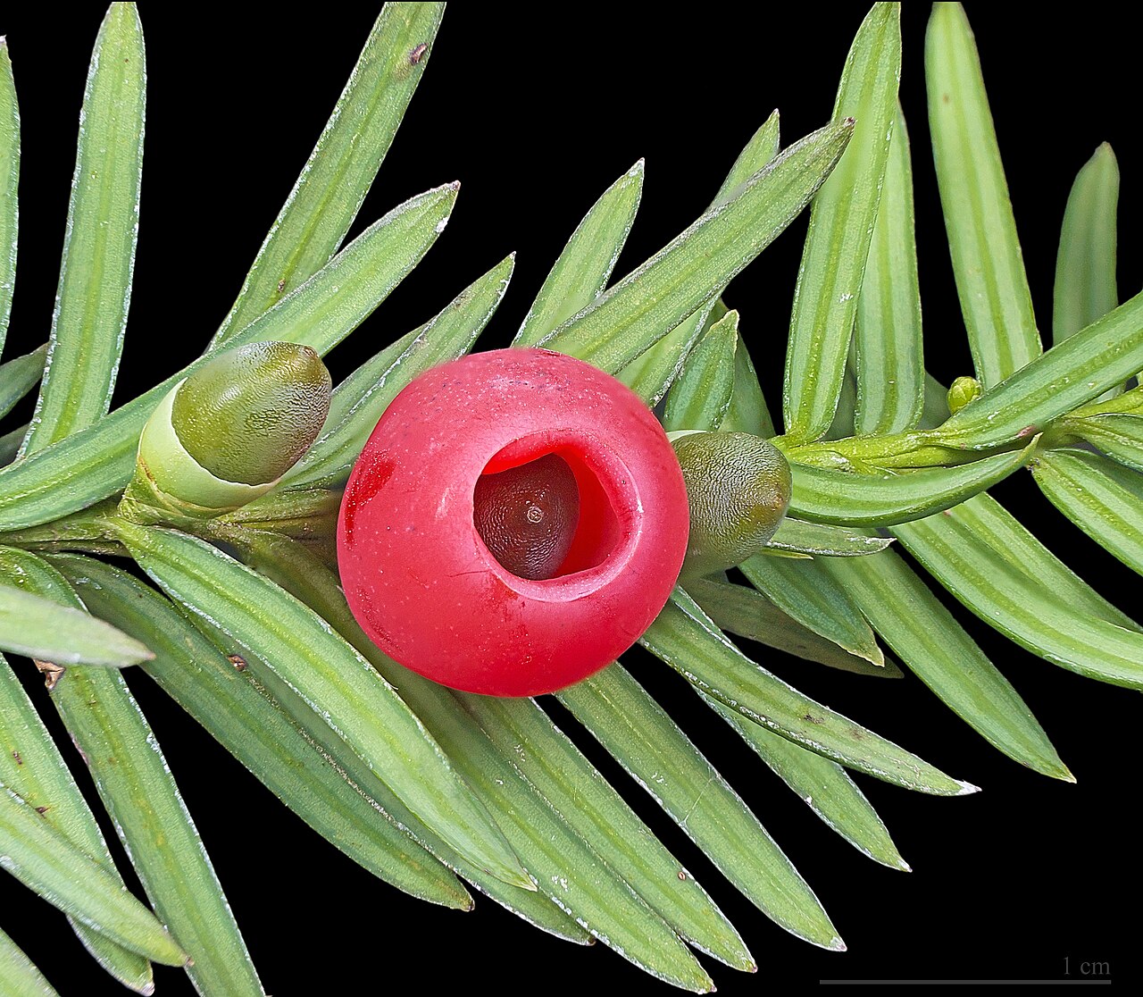 Yew (Taxus baccata) showing dark green flat needles with bright red berry-like arils